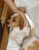 Epagneul Breton Foto: Nala mit 7 Wochen... treuer Hundeblick?!? (ID 14120) Epagneul Breton Hund