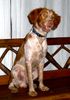 Epagneul Breton Foto: NANU, WAS´N DA LOS? (ID 14666) Epagneul Breton Hund
