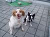 Epagneul Breton Foto: Santia und Gordon (ID 11651) Epagneul Breton Hund
