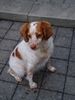 Epagneul Breton Foto: Santia aus Spanien (ID 11650) Epagneul Breton Hund