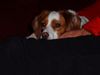 Epagneul Breton Foto: das ist unsere Francis (ID 11172) Epagneul Breton Hund
