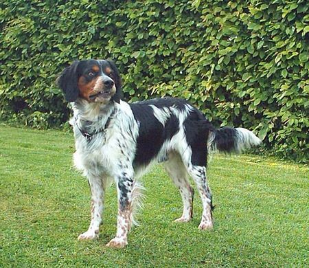 Epagneul Breton Rocco de la Fontaine des Français, tricolore Rüde, geb. 8.2000