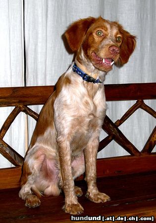 Epagneul Breton Hunde Foto 14666 Epagneul Breton NANU, WAS´N DA LOS?