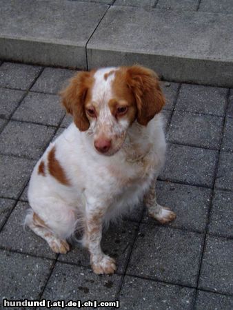 Epagneul Breton Hunde Foto 11650 Epagneul Breton Santia aus Spanien