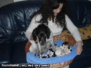 Epagneul Breton Hunde Foto 17028 Epagneul Breton DJANA
