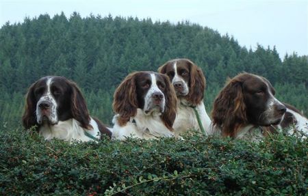 Epagneul Francais Hunde Foto 42600 Epagneul Francais Egagneul Francais