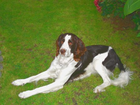 Epagneul Francais Hunde Foto 42599 Epagneul Francais Egagneul Francais Rüde