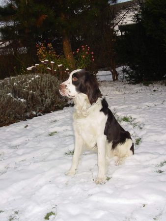 Epagneul Francais Rocky im Schnee