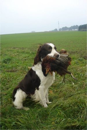 Epagneul Francais Hunde Foto 42598 Epagneul Francais Egagneul Francais mit Fasan