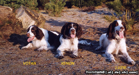 Epagneul Francais Hunde Foto 24240 Epagneul Francais Votan+Xenon+Luzie zum Segeberger Forst