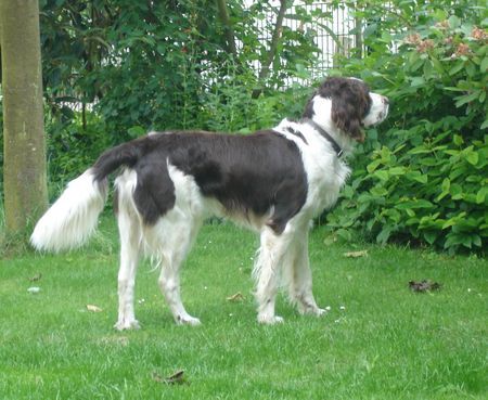 Epagneul Francais Hunde Foto 33764 in höherer Auflösung ansehen Epagneul Francais Vorstehen
