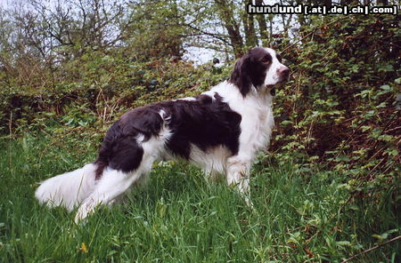 Epagneul Francais Hunde Foto 24239 in höherer Auflösung ansehen Epagneul Francais Dt.Champion - VJP, HZP, VGP + Btr.