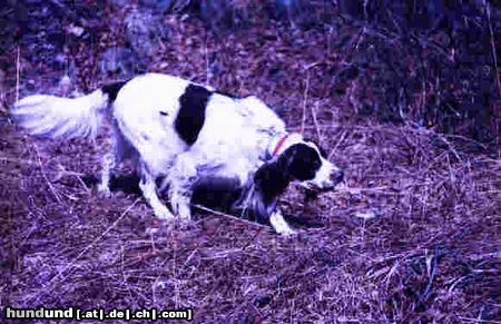 Epagneul Francais Bei der Jagd