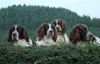 Epagneul Francais Foto: Egagneul Francais (ID 42600) Epagneul Francais Hund