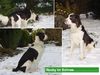 Epagneul Francais Foto: Epagneul im Schnee (ID 33767) Epagneul Francais Hund