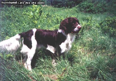 Epagneul Francais Hunde Foto 7627 Epagneul Francais top epagneul francais Canada 2002-2003