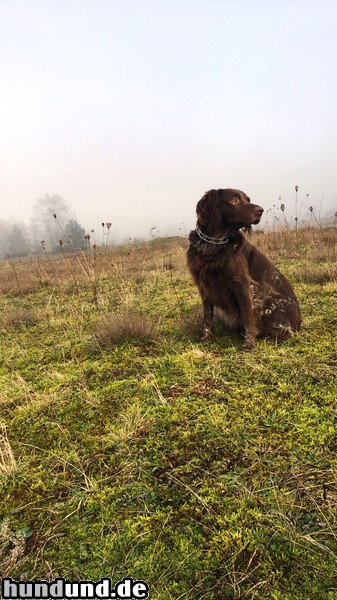 Epagneul Picard Hunde Foto 47645 Epagneul Picard Drix