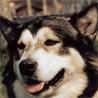 Eskimohund, American Husky, Esquimax