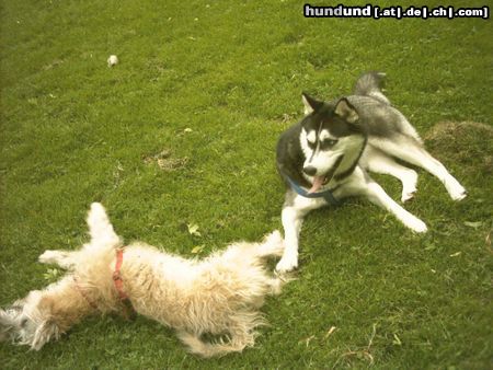 Eskimohund Leila mit Chrissie (Soft-Coated Wheaten Terrier)