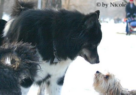 Eskimohund Prater