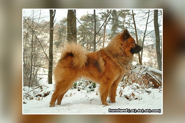 Hunderasse Eurasier