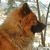 Eurasier