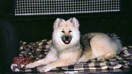 Eurasier Hunde Foto 35191 in höherer Auflösung ansehen Eurasier Eurasier Hündin Anukis in ihrem Auto