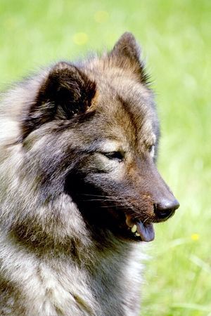 Eurasier Hunde Foto 31513 in höherer Auflösung ansehen Eurasier Eurasier Hündin Suying Mai 2006