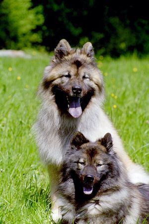 Eurasier Hunde Foto 31511 in höherer Auflösung ansehen Eurasier Xiao Lang mit Suying Mai 2006