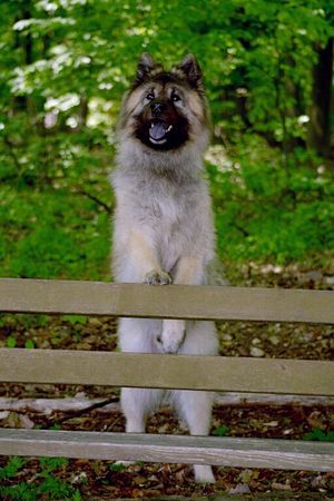Eurasier Hunde Foto 31512 in höherer Auflösung ansehen Eurasier Eurasierrüde Xiao Lang Mai 2006