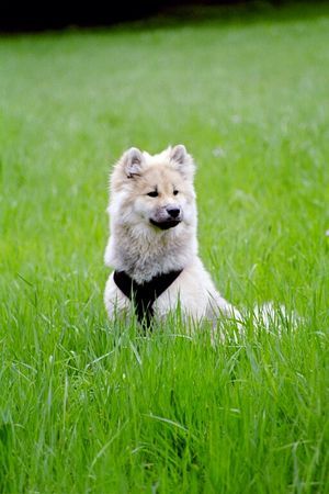Eurasier Hunde Foto 31509 in höherer Auflösung ansehen Eurasier Anukis von den Wassernixen Mai 2006