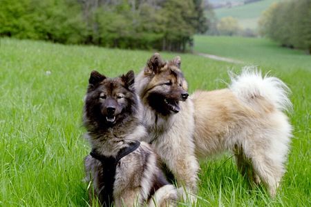 Eurasier Hunde Foto 31510 in höherer Auflösung ansehen Eurasier Xiao Lang mit Suying Mai 2006