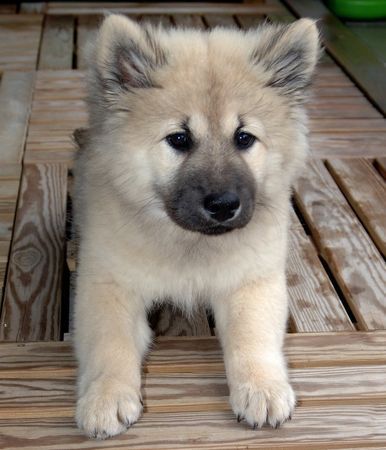 Eurasier Hunde Foto 34255 in höherer Auflösung ansehen Eurasier Cheyenne mit 14 Wochen