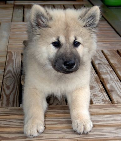 Eurasier Cheyenne mit 14 Wochen