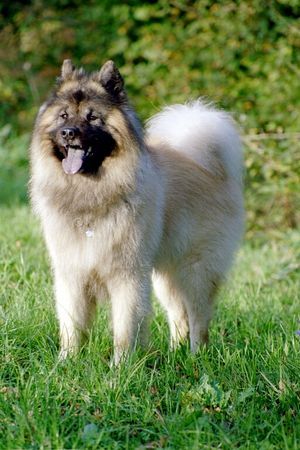 Eurasier Hunde Foto 35638 in höherer Auflösung ansehen Eurasier Eurasier Rüde Xiao Lang vom Traventhal
