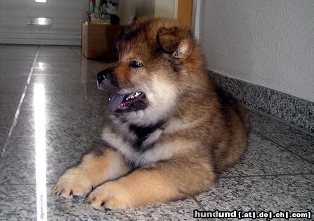 Eurasier Hunde Foto 16105 in höherer Auflösung ansehen Eurasier Armstrong - Champ von der Fuchshütte 8 Wochen