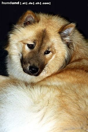 Eurasier Hunde Foto 6162 Eurasier Eurasier Hündin