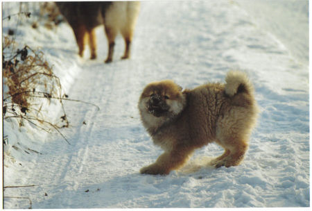 Eurasier Hunde Foto 30657 Eurasier Anukis im Schnee