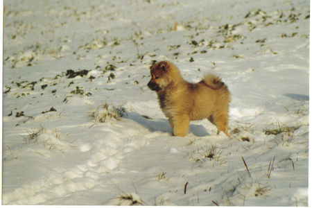 Eurasier Hunde Foto 30658 Eurasier Anukis im Schnee