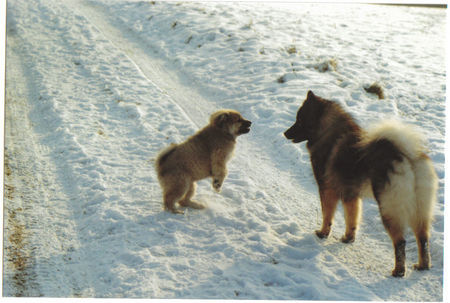Eurasier Hunde Foto 30659 Eurasier Anukis mit Tante Suying