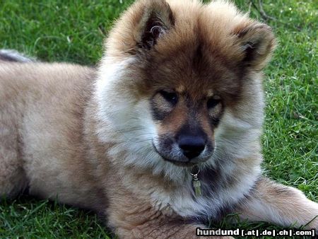 Eurasier Hunde Foto 16106 in höherer Auflösung ansehen Eurasier Armstrong - Champ von der Fuchshütte 13 Wochen