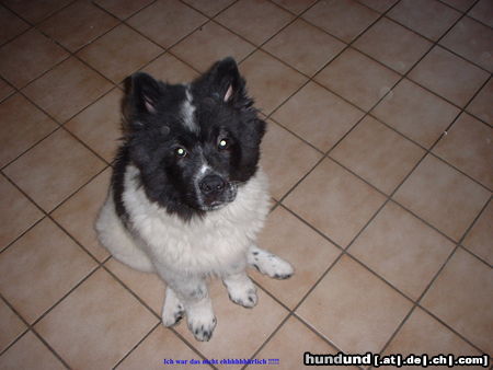 Eurasier Hunde Foto 26208 in höherer Auflösung ansehen Eurasier Ich war es nicht ehhhhhhhhhhrlich