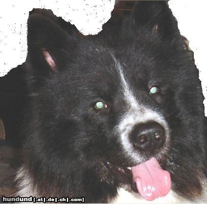 Eurasier Hunde Foto 19953 Eurasier Reinrassiger Eurasier