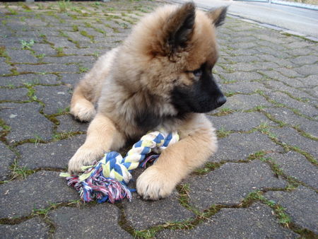 Eurasier Ceus 12 Wochen