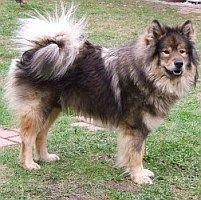 Eurasier Hunde Foto 30956 in höherer Auflösung ansehen Eurasier Atreju vom Valentinschlössel