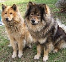 Eurasier Hunde Foto 30958 in höherer Auflösung ansehen Eurasier Gelia vom Seewaldbach & Atreju vom Valentinschlössel