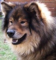 Eurasier Hunde Foto 30959 in höherer Auflösung ansehen Eurasier Atreju vom Valentinschlössel