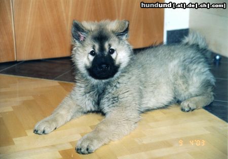 Eurasier Hunde Foto 11792 Eurasier Akiro 04Monate