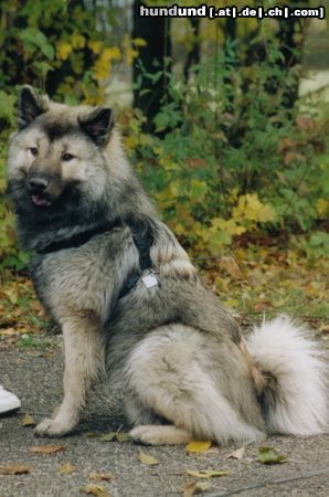 Eurasier Hunde Foto 11793 Eurasier Akiro 11Monate