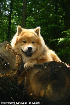 Eurasier Hunde Foto 12908 Eurasier Bella Luna vom Tal der Raben - Ruhepause beim Spaziergang